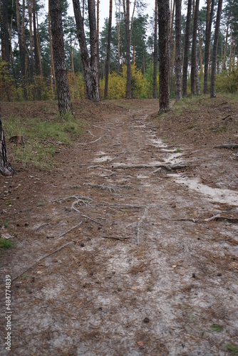 path in the woods