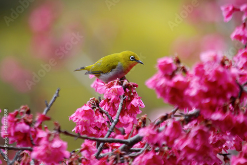 Oriental White-eye bird (Zosterops palpebrosus) perching among pink cherry blossoms for eating nectar . A cute yellow bird on nature background. Asia wildlife.