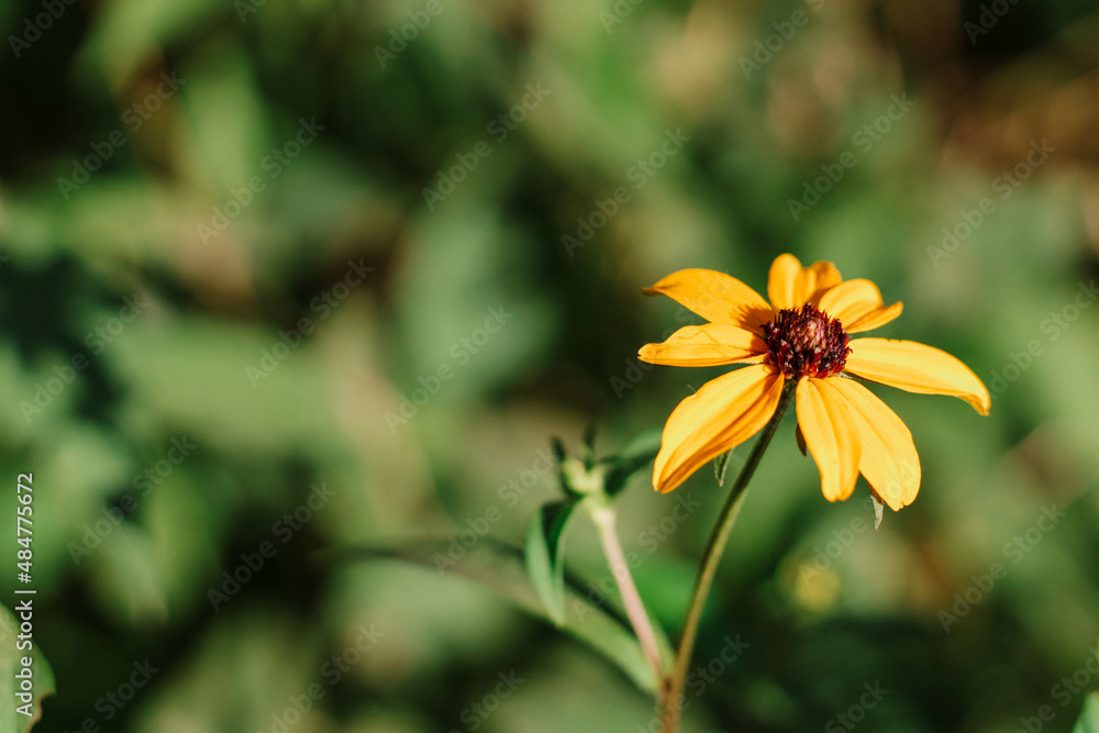 Yellow Black-Eyed Susan, Wildflower Yellow Black-Eyed Susan, Wildflower