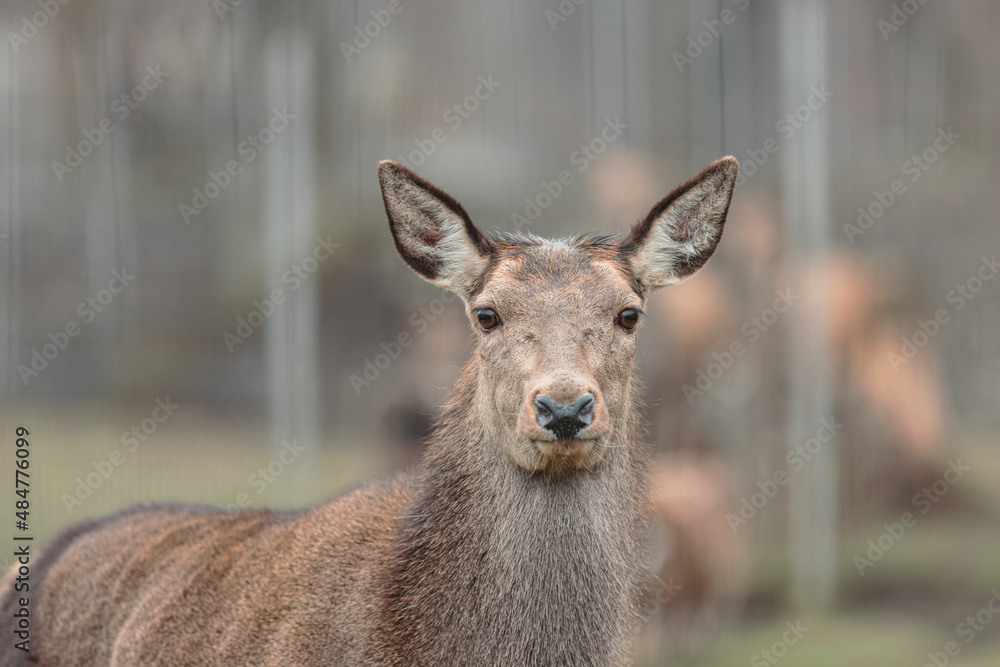 Red deer is one of the largest deer species, and they are relatively easy to identify.  A male red deer is called a stag or hart, and a female is called a hind