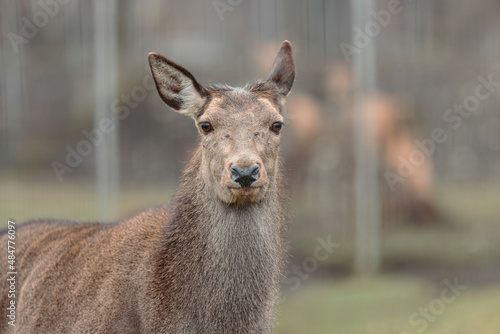 Horned stag walk through the forest woods. Red deer stag  Cervus elaphus  with hinds in the background seen during the annual rutting season