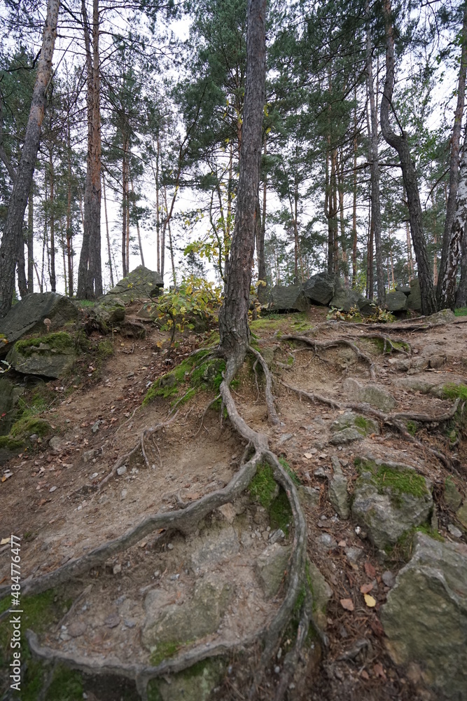 trail in the forest