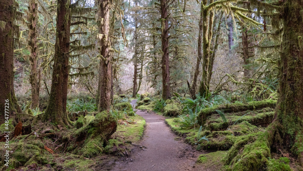 footpath in the forest