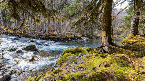 river in the forest