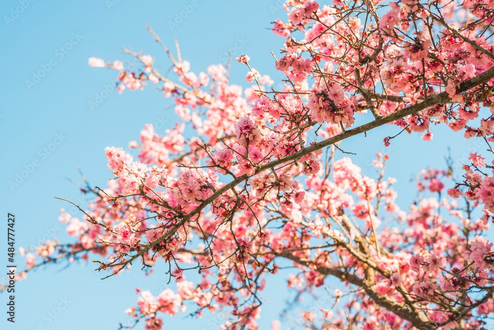 Cherry tree in bloom and clear blue sky background. Pink Japanese cherry tree flowers close up