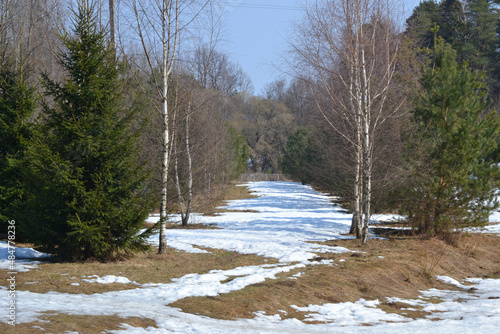 Spring time in the forest with melting snow and thawed patches with last year's grass. Spring nature landscape