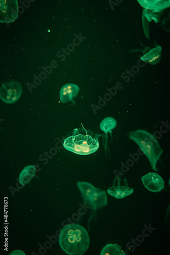 Jellyfish in the marine aquarium © jiratha