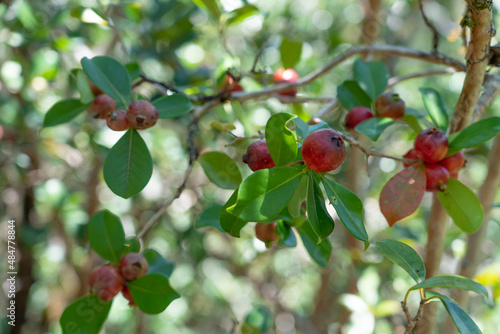 Psidium cattleyanum (World Plants : Psidium cattleianum), commonly known as Cattley guava, strawberry guava or cherry guava, is a small tree (2–6 m tall) in the Myrtaceae (myrtle) family. The species  photo