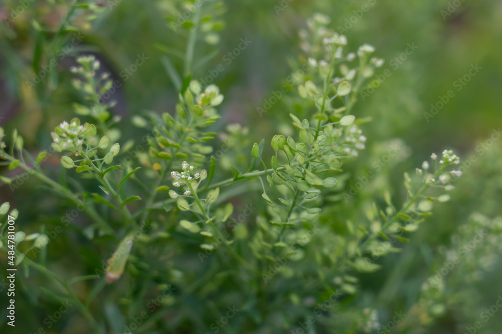 Lepidium virginicum, also known as least pepperwort or Virginia pepperweed, is an herbaceous plant in the mustard family (Brassicaceae). It is native to much of North America, including most of the Un Lepidium virginicum, also known as least pepperwort or Virginia pepperweed, is an herbaceous plant in the mustard family (Brassicaceae). It is native to much of North America, including most of the Un
