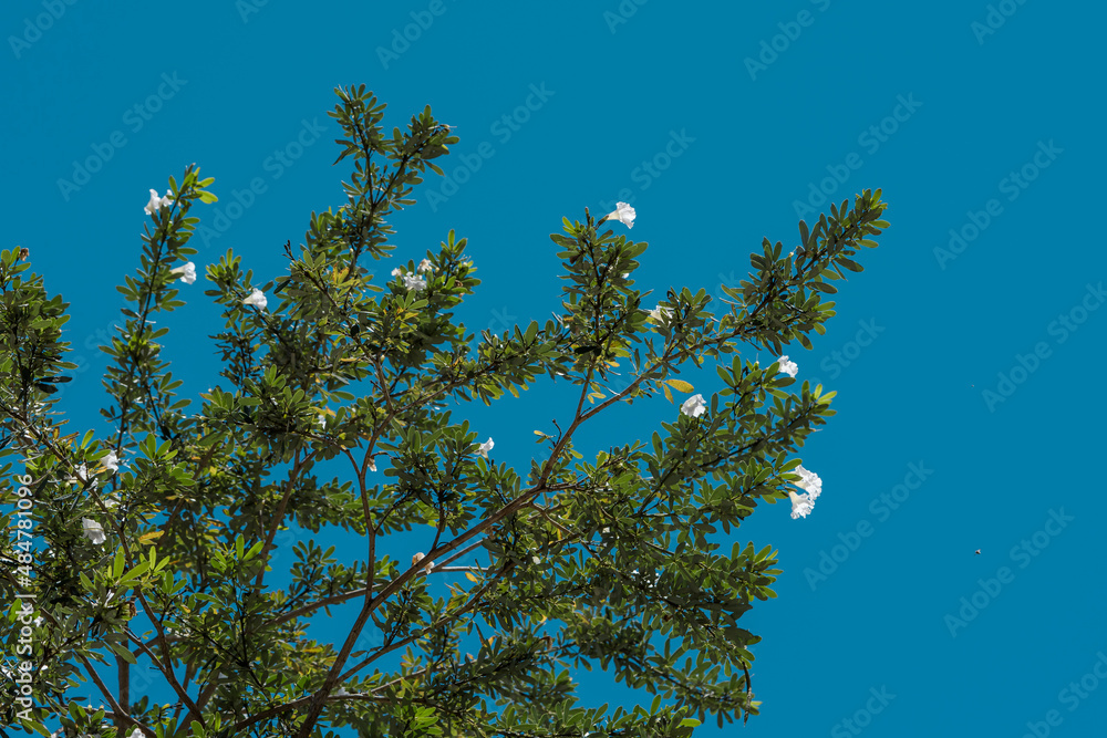 Tabebuia berteroi (Hispaniolan rosy trumpet tree) Tabebuia is a genus of flowering plants in the family Bignoniaceae. Tabebuia berteroi (Hispaniolan rosy trumpet tree) Tabebuia is a genus of flowering plants in the family Bignoniaceae.