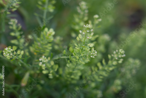 Lepidium virginicum, also known as least pepperwort or Virginia pepperweed, is an herbaceous plant in the mustard family (Brassicaceae). It is native to much of North America, including most of the Un photo