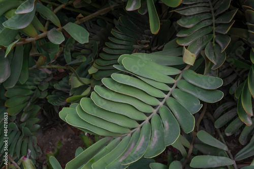 Zamia furfuracea is a cycad native to southeastern Veracruz state in eastern Mexico. Although not a palm tree (Arecaceae), its growth habit is superficially similar to a palm; therefore it is commonly photo