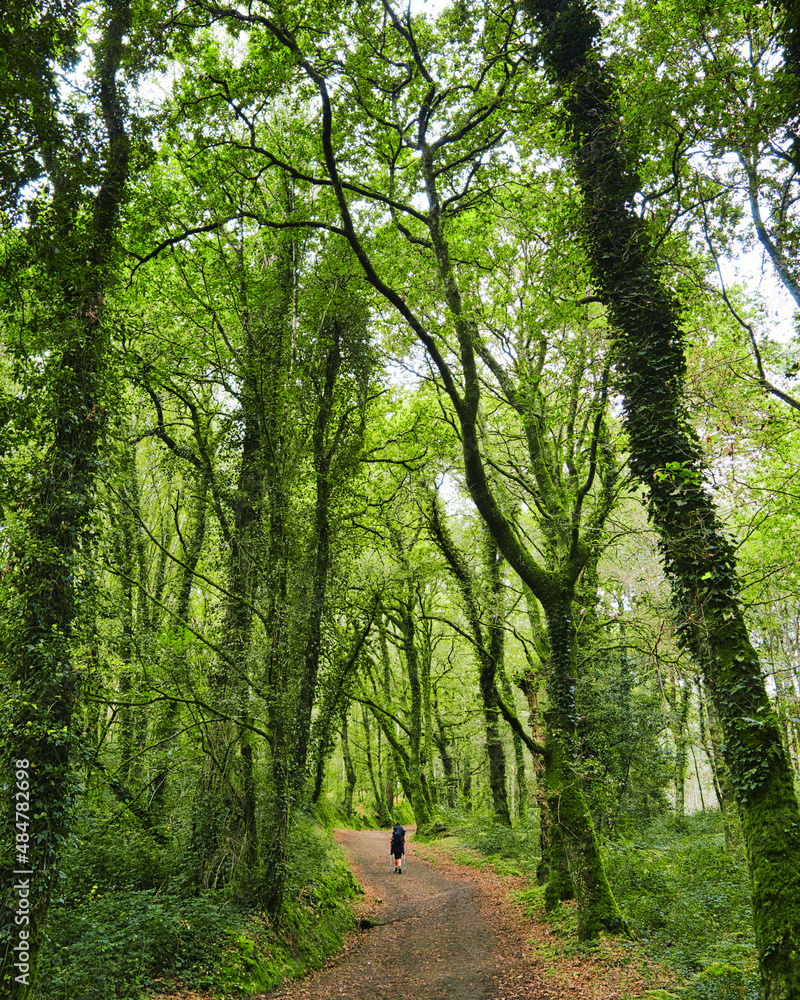 Fototapeta premium path in the forest