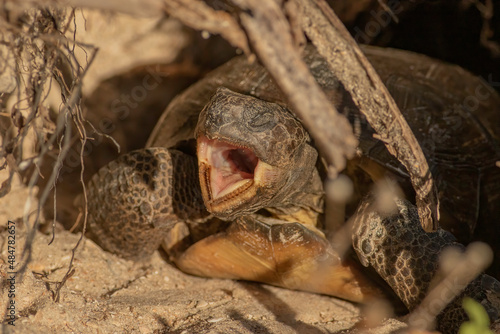 A yawning gopher tortoise sitting outside its burrow in the sand dunes of new smyrna beach florida  photo