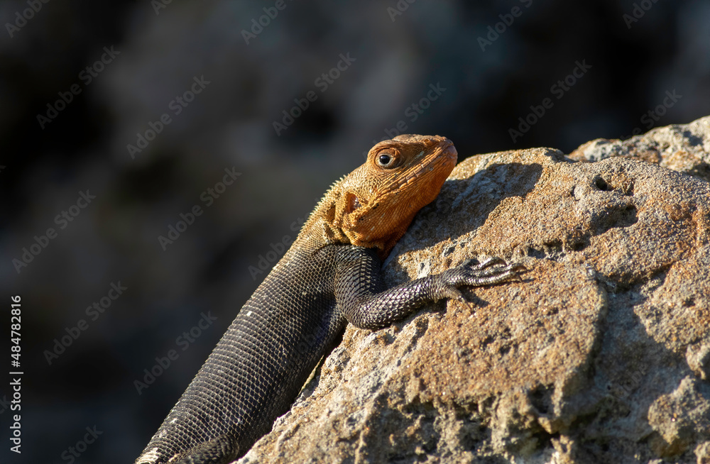 Red-headed Agama basking on a rock Red-headed Agama basking on a rock