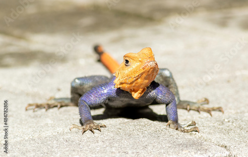 A well-established Exotic invasive lizard, the red-headed agama looks for handouts and bugs around diners at a South Florida restaurant 