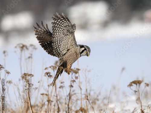 Northern Hawk Owl Landing in Winter on Snow Field