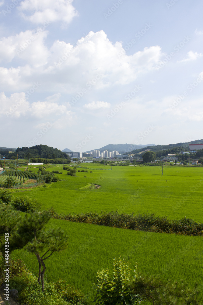 summer green rice field. Rural landscape.