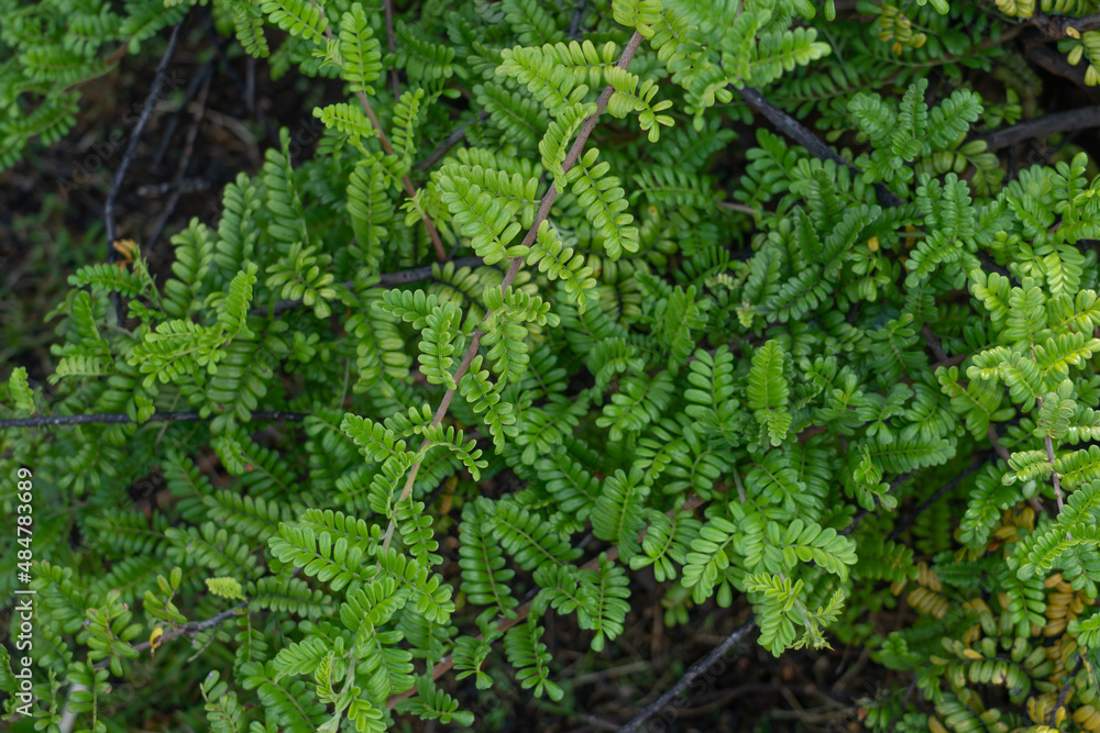 Osteomeles anthyllidifolia, commonly called ʻŪlei, eluehe, uʻulei, Hawaiian rose, or Hawaiian hawthorn, is a species of flowering shrub in the rose family, Rosaceae, that is indigenous to Hawaiʻi (all Osteomeles anthyllidifolia, commonly called ʻŪlei, eluehe, uʻulei, Hawaiian rose, or Hawaiian hawthorn, is a species of flowering shrub in the rose family, Rosaceae, that is indigenous to Hawaiʻi (all