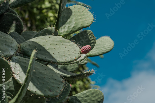 Opuntia ficus-indica, the Indian fig opuntia, fig opuntia or prickly pear, is a species of cactus that has long been a domesticated crop plant grown in agricultural economies throughout arid and semia photo