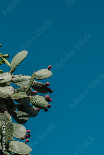 Opuntia ficus-indica, the Indian fig opuntia, fig opuntia or prickly pear, is a species of cactus that has long been a domesticated crop plant grown in agricultural economies throughout arid and semia photo