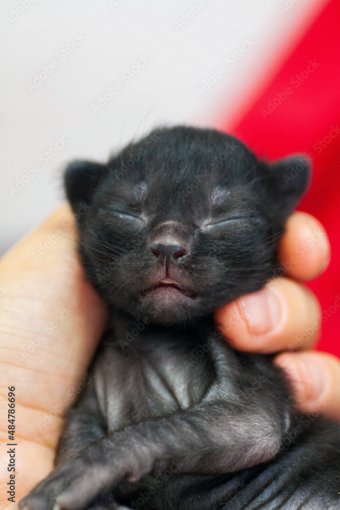 A small newborn kitten that has not yet opened its eyes after birth. The tiny kitten is sleeping. Beautiful little kitty. A small newborn kitten that has not yet opened its eyes after birth. The tiny kitten is sleeping. Beautiful little kitty.
