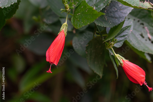 Malvaviscus is a genus of flowering plants in the mallow family, Malvaceae. Common names for species in this genus include Turk's cap mallow, wax mallow, sleeping hibiscus, and mazapan.