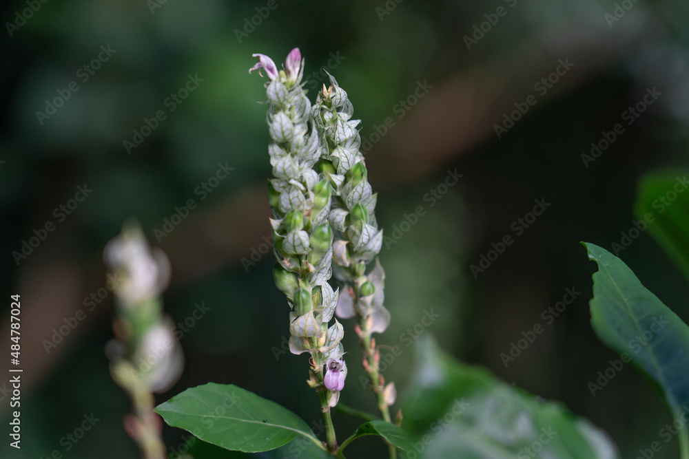 Justicia betonica is a species of flowering plant, a shrub in the family Acanthaceae. It goes by the common name squirrel's tail and paper plume. Its habitat includes wastelands, hedges, and ravines. Justicia betonica is a species of flowering plant, a shrub in the family Acanthaceae. It goes by the common name squirrel's tail and paper plume. Its habitat includes wastelands, hedges, and ravines.