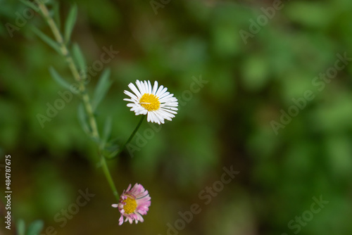 Erigeron karvinskianus, the Mexican fleabane, is a species of daisy-like flowering plant in the family Asteraceae, native to Mexico and parts of Central America. 