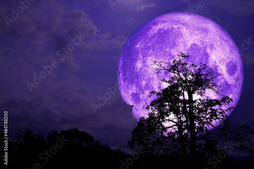 Super purple strawberry moon back on cloud and tree in the field and night sky