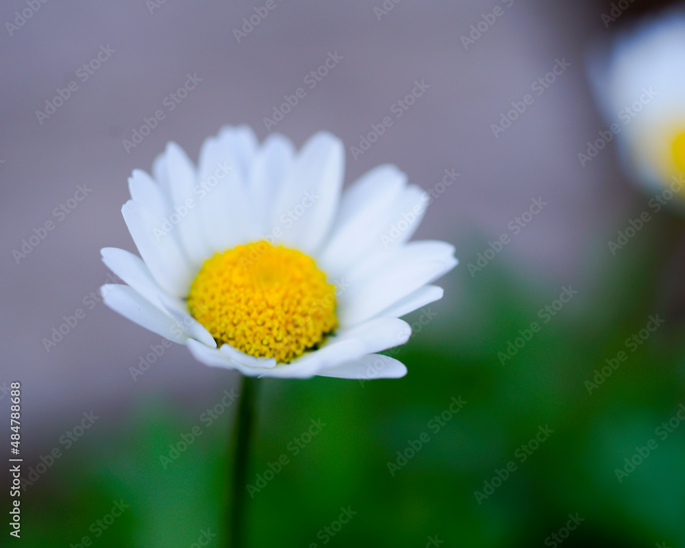 Obraz premium daisy flower closeup