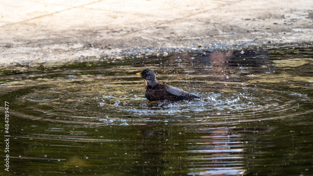 Fototapeta premium Thrush takes a bath in a puddle