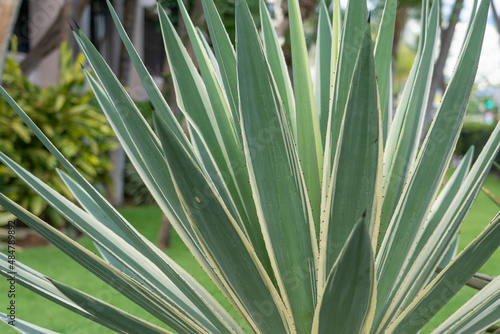 Agave angustifolia  Caribbean agave  is a type of agave plant which is native to Mexico and Central America. It is used to make mezcal and also as an ornamental plant  particularly the cultivar  Margi