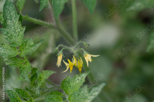 The tomato is the edible berry of the plant Solanum lycopersicum,  commonly known as a tomato plant. 