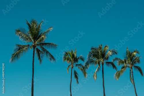Palm tree， Magic Island, Ala Moana Regional Park, HONOLULU Oahu Hawaii 