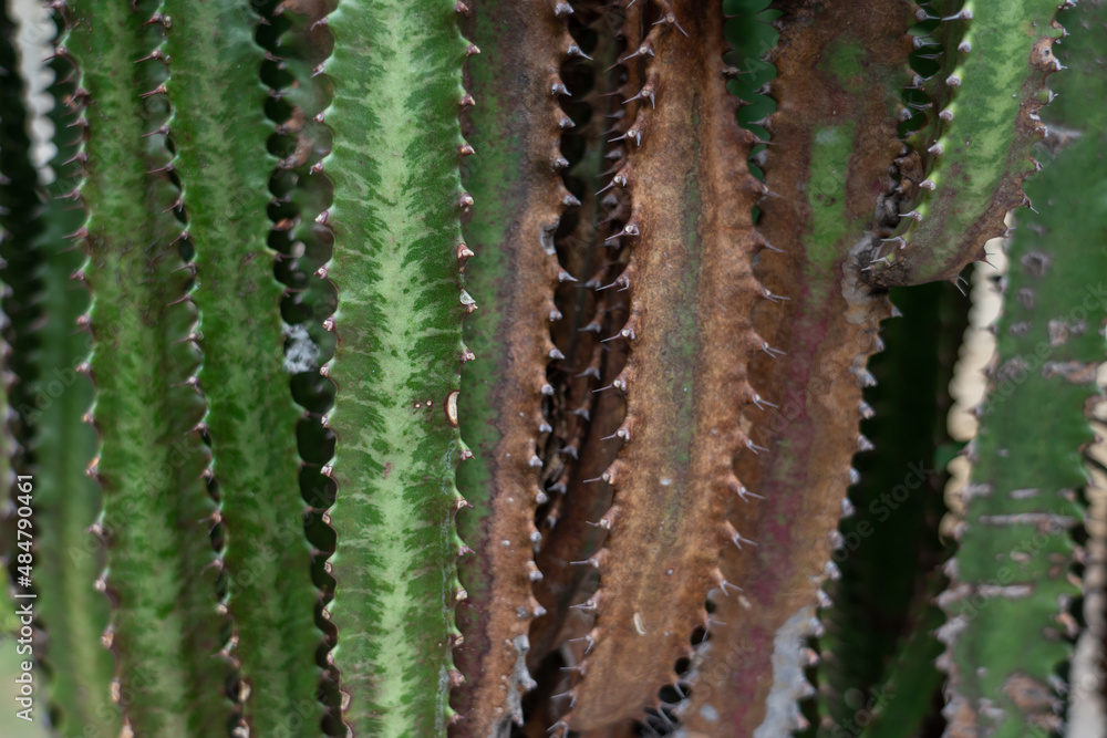 Euphorbia trigona (also known as African milk tree, cathedral cactus, Abyssinian euphorbia, and high chaparall. Oahu Hawaii Euphorbia trigona (also known as African milk tree, cathedral cactus, Abyssinian euphorbia, and high chaparall. Oahu Hawaii
