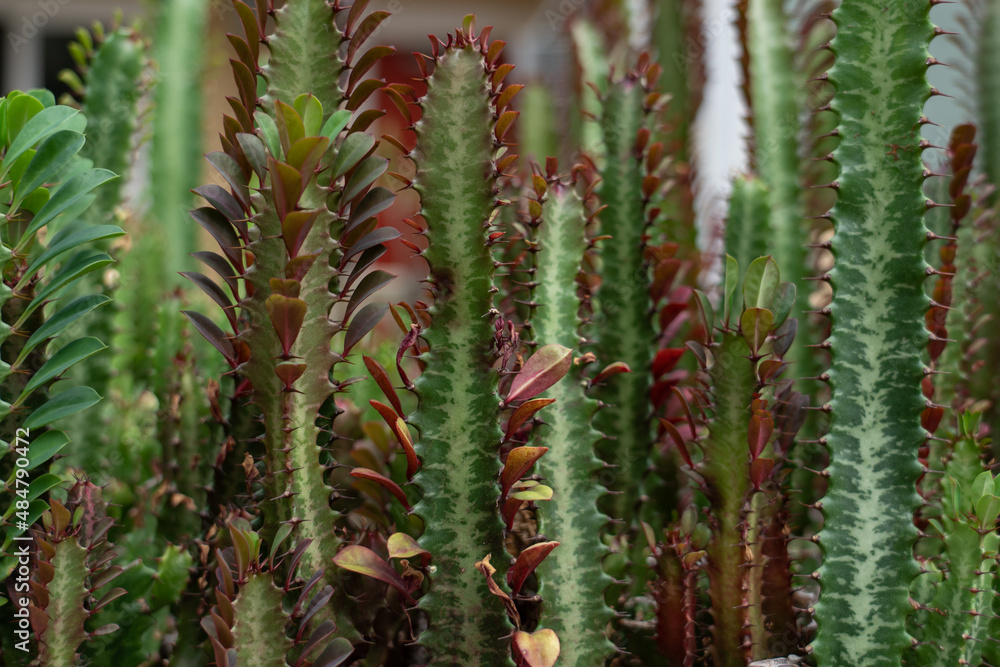 Euphorbia trigona (also known as African milk tree, cathedral cactus, Abyssinian euphorbia, and high chaparall. Oahu Hawaii Euphorbia trigona (also known as African milk tree, cathedral cactus, Abyssinian euphorbia, and high chaparall. Oahu Hawaii