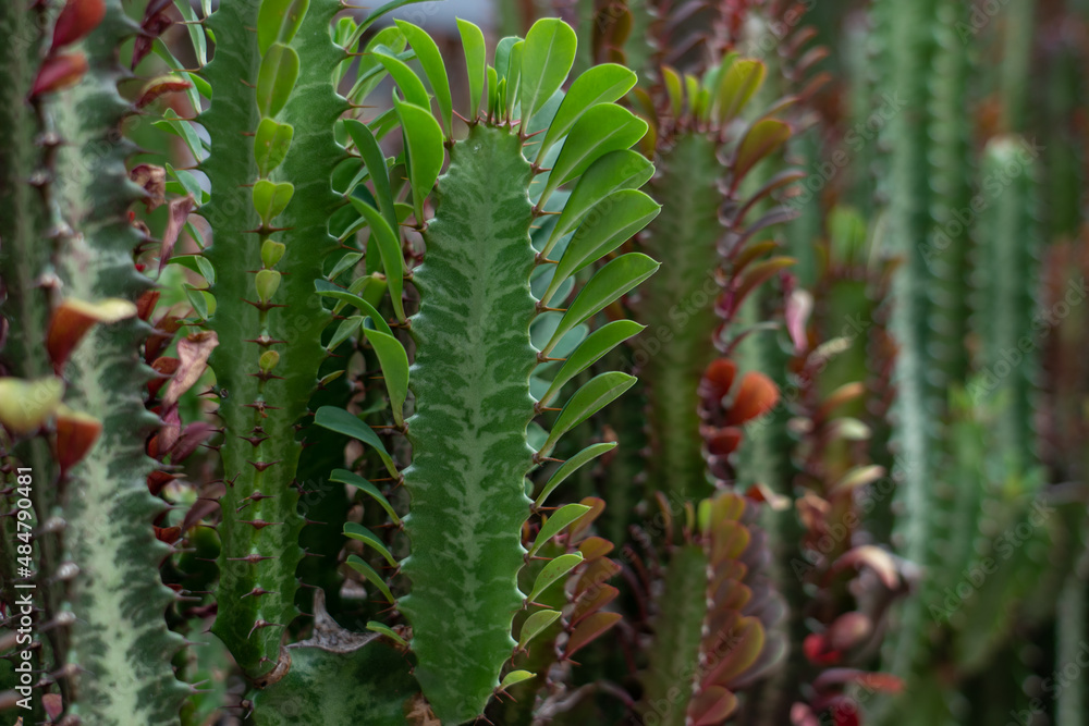 Euphorbia trigona (also known as African milk tree, cathedral cactus, Abyssinian euphorbia, and high chaparall. Oahu Hawaii Euphorbia trigona (also known as African milk tree, cathedral cactus, Abyssinian euphorbia, and high chaparall. Oahu Hawaii