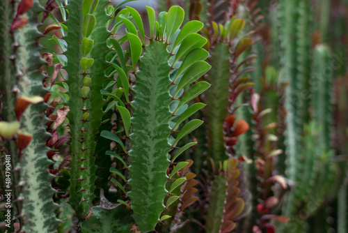 Euphorbia trigona (also known as African milk tree, cathedral cactus, Abyssinian euphorbia, and high chaparall. Oahu Hawaii photo