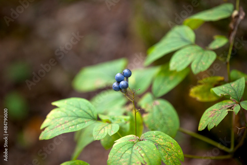 Blueberries growing alongside a hiking trail in Ontario.