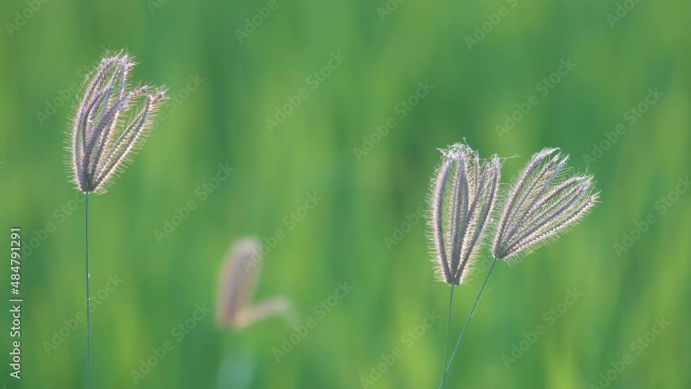 wind blowing reeds grass flower with green paddy rice field background wind blowing reeds grass flower with green paddy rice field background