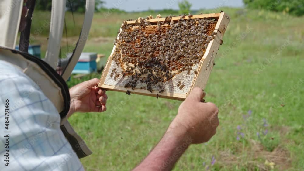 Male apiarist looking closely at honeycomb frame and bees on it. Man in protective hat checking the harvest. Nature backdrop. Male apiarist looking closely at honeycomb frame and bees on it. Man in protective hat checking the harvest. Nature backdrop.