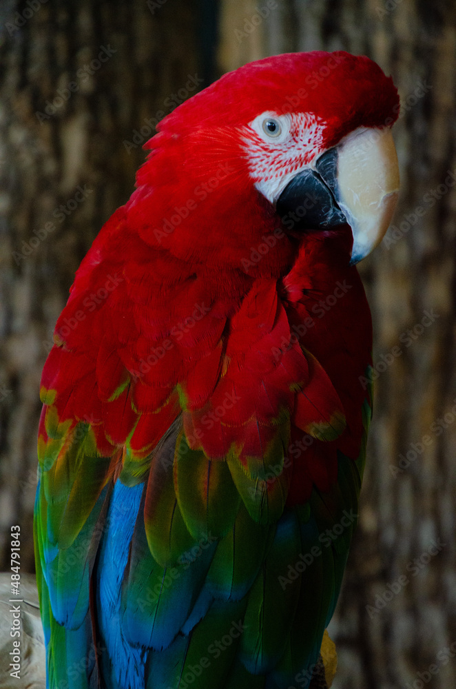 Scarlet Macaw, Manuel Antonio National Park, Costa Rica Scarlet Macaw, Manuel Antonio National Park, Costa Rica