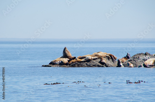 Puget Sound, Washington, Seals Sunbathing 