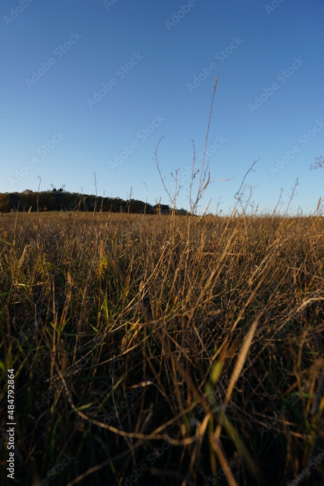 Obraz premium grass and sky