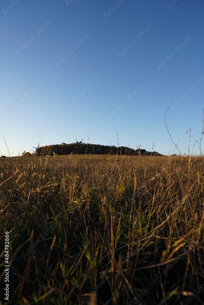 Fototapeta premium field of wheat