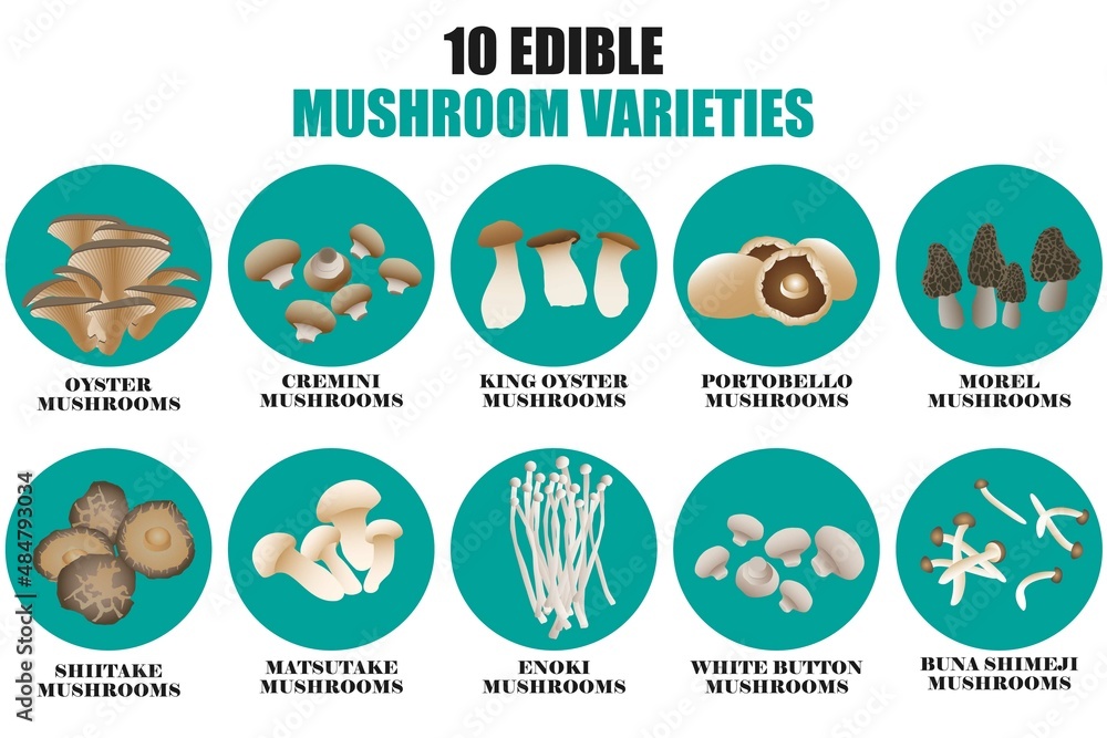 10 edible mushroom varieties drawing
