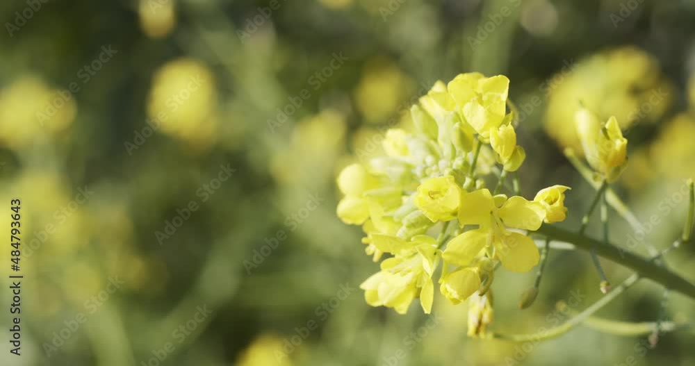 Bees are flying on yellow flower petals. Insects are pollinating the beautiful flower in the sunlight. Bees are flying on yellow flower petals. Insects are pollinating the beautiful flower in the sunlight.