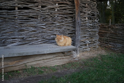 Fototapeta Naklejka Na Ścianę i Meble -  cat on the fence