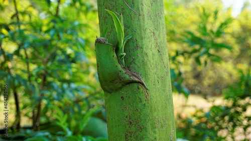 Canvas Print Agave pups popping out of Mother plant